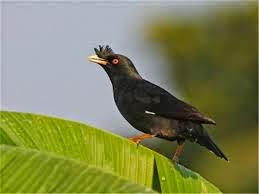 pashudhan and animal science myna urban adopted bird pashudhan and animal science myna urban adopted bird