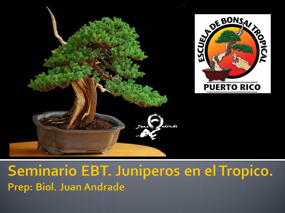 TODO BONSAI Seminario de Bonsai en Puerto Rico