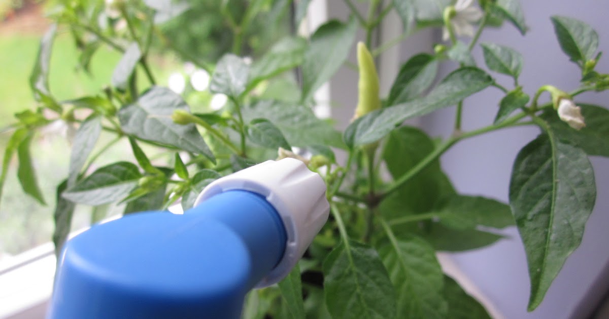 Veg Plotting Making a Garlic Spray