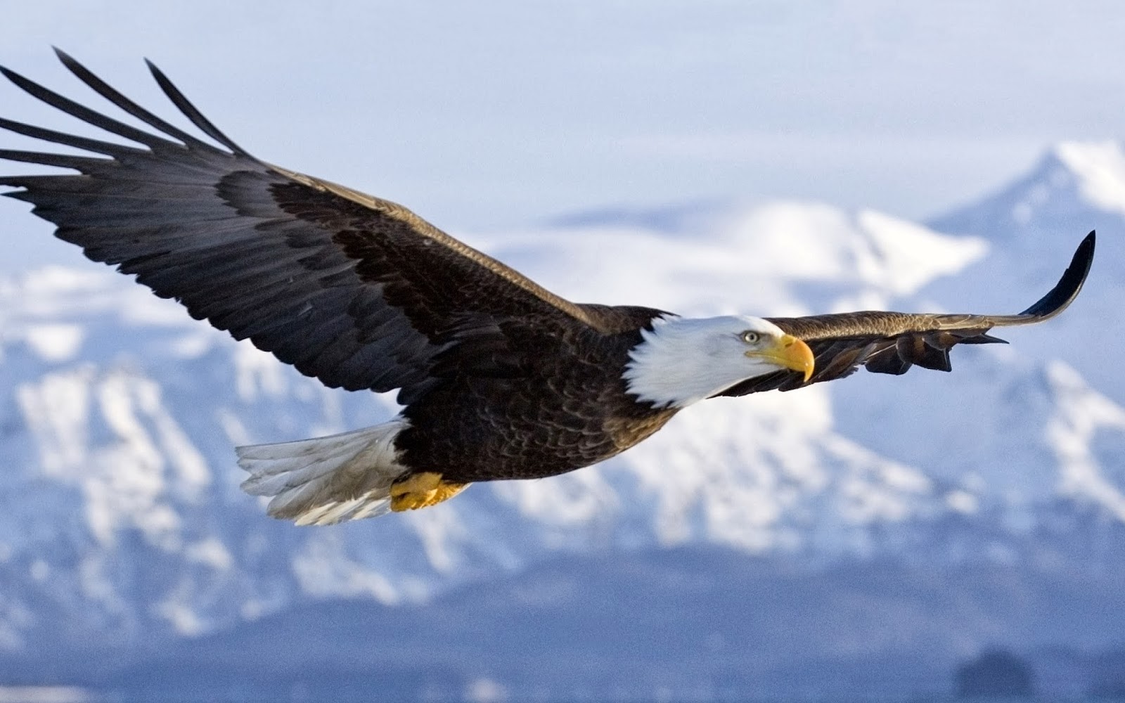 computer-animal-eagle-wallpaper-free-download-e.jpg