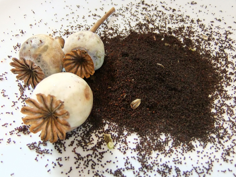 September in the Allotment Lovely Greens Garden Living and Making