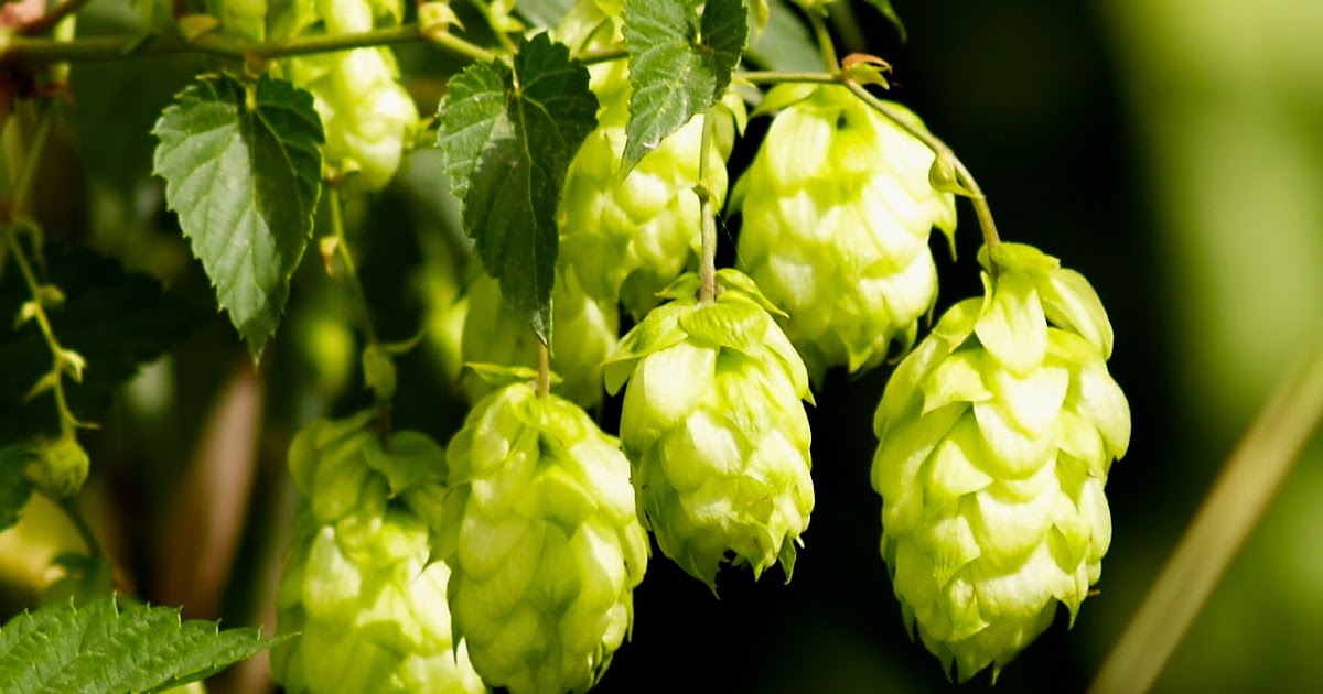 Meek Brewing Co. Dryhopping Tips