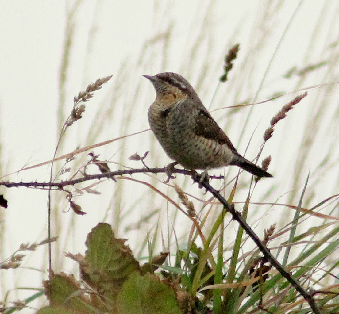 limerick birder blog 3 good birds in 24 hours limerick birder blog 3 good birds in 24 hours