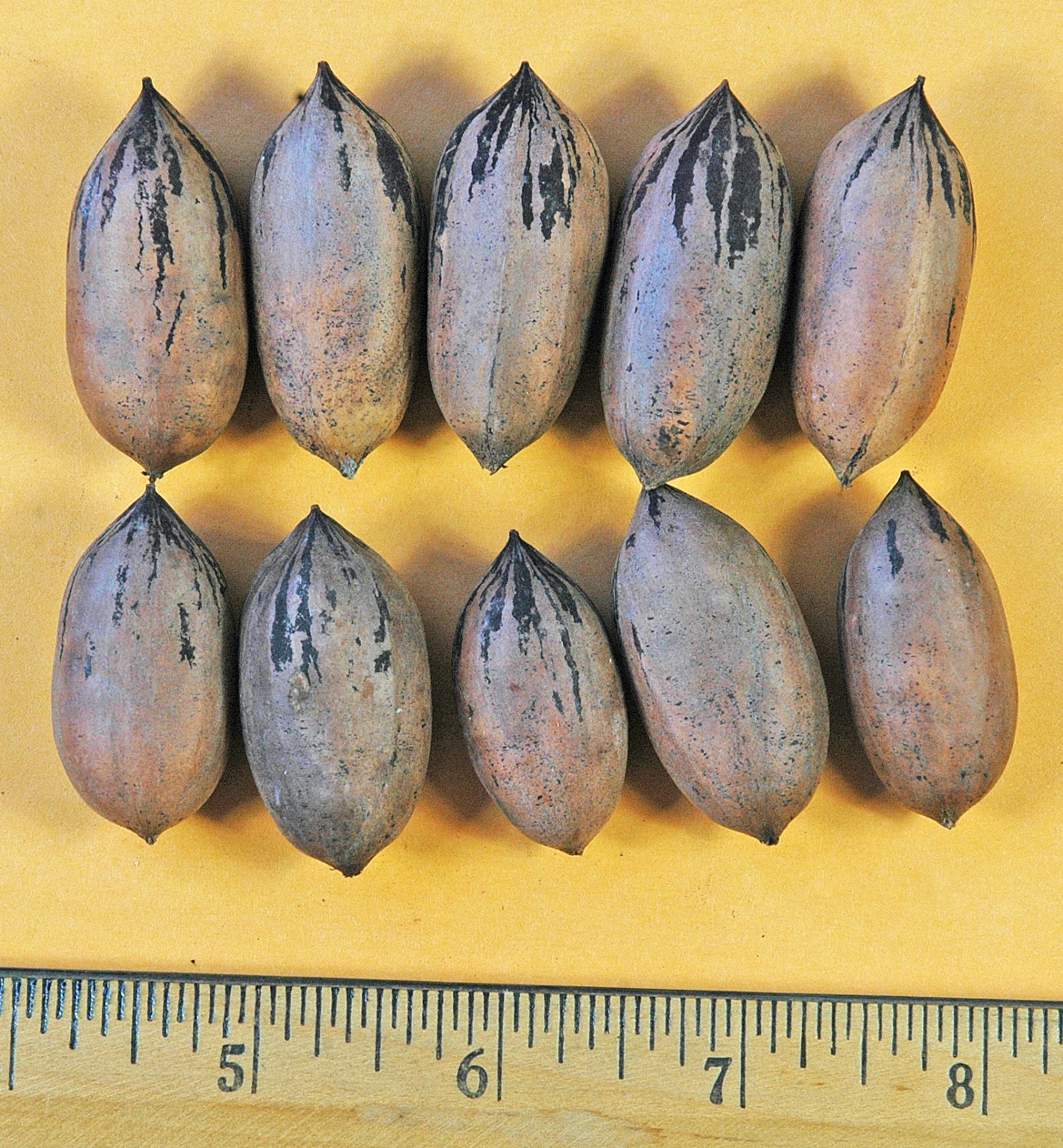 Northern Pecans February 2014