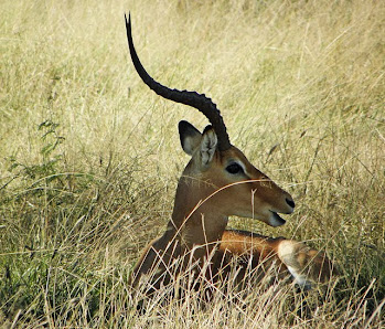 My African Safari...May 2010