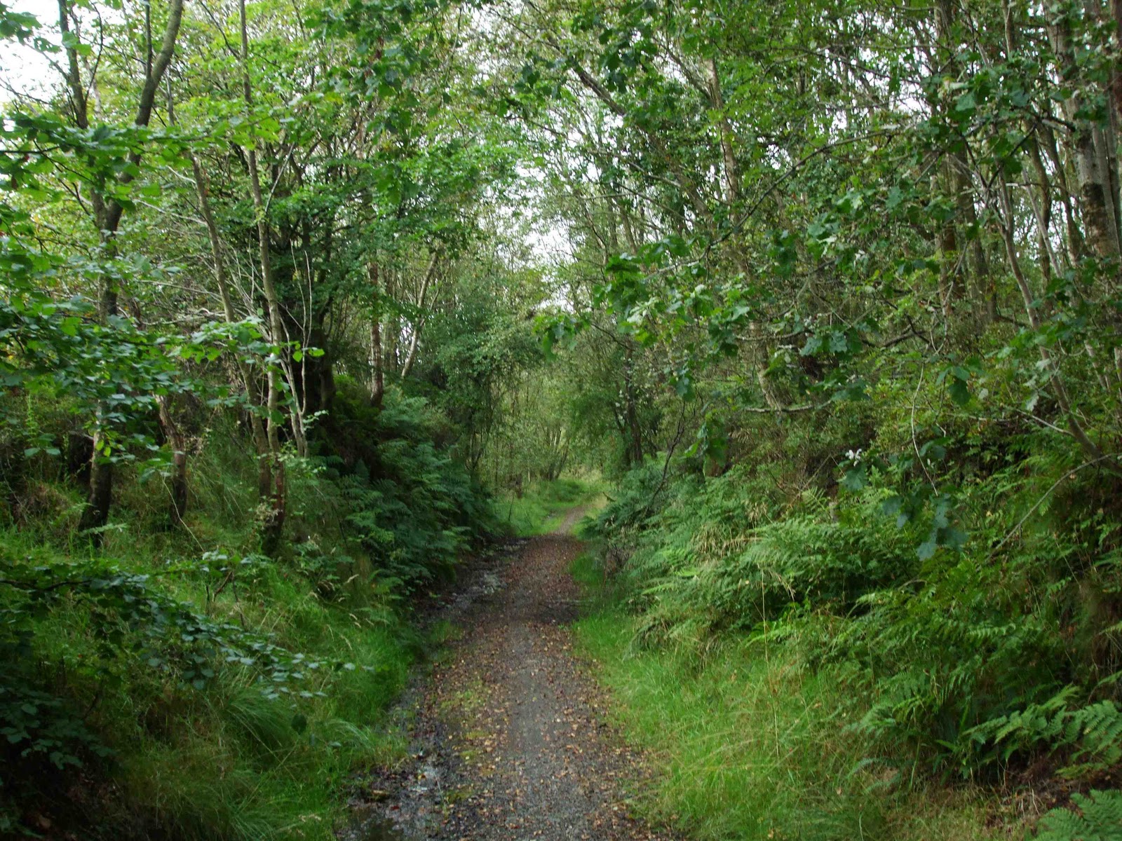 Forest Of Broceliande