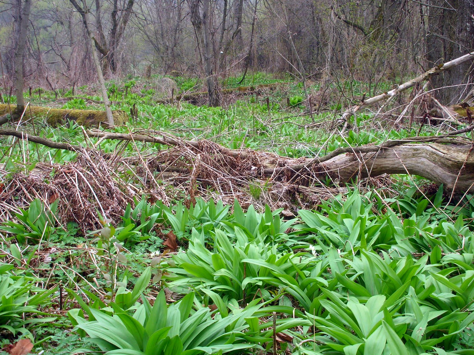 Vermont Wild Edibles Foraging for Ramps Part II
