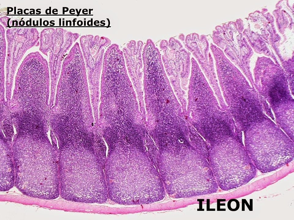 Tejido linfático y órganos linfoides