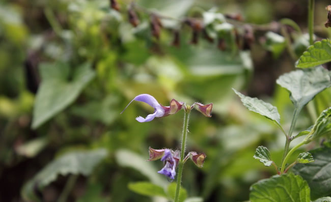 Meadow Sage Flowers