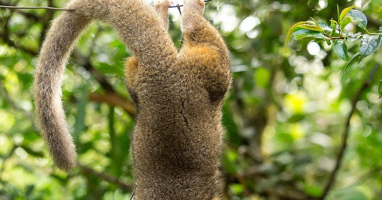 STRANGE ANIMALS DISCOVERED, NEWLY DISCOVERED - STRANGE Or PARANORMAL ANIMALS