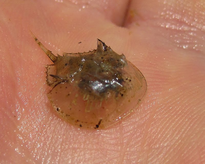 Nature on the Edge of New York City Discovering A Baby Horseshoe Crab Molt