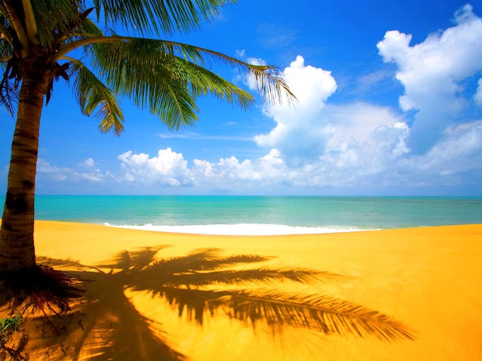 Verano en la playa con palmeras