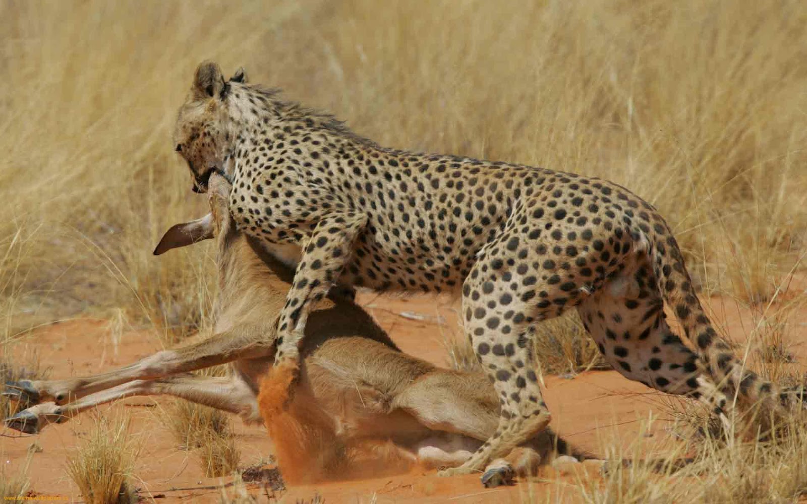 Wildlife of the World: Cheetah Wallpapers Desktop 2012