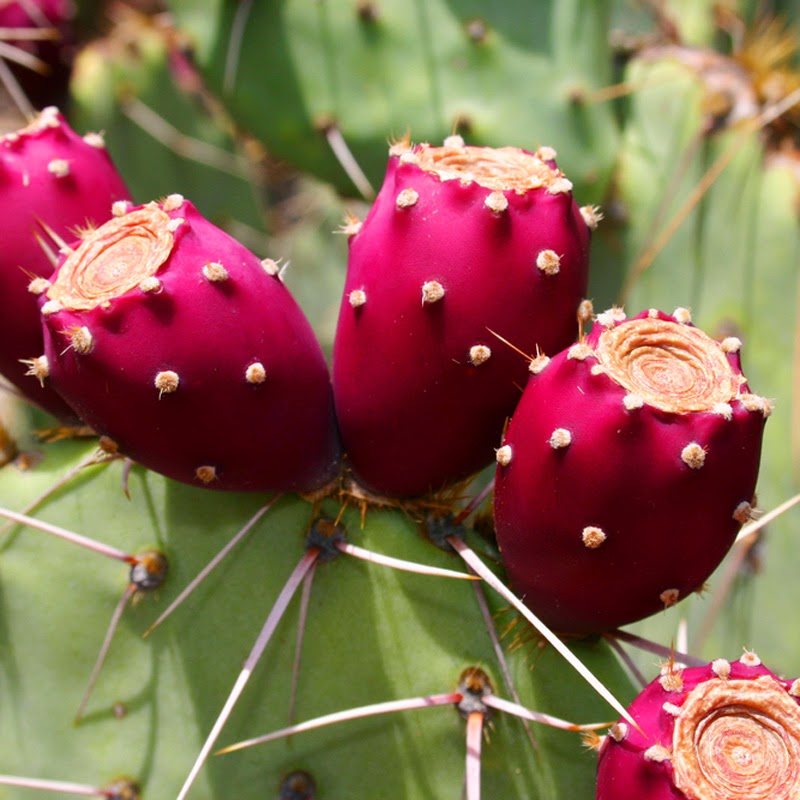  Doc's Fitness Tip's, With Tit's Prickley Pear/Nopal