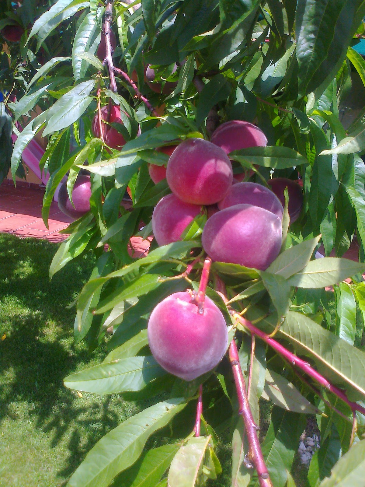 LA COCINA DE AMPARO MELOCOTONES EN ALMIBAR (la foto es de un