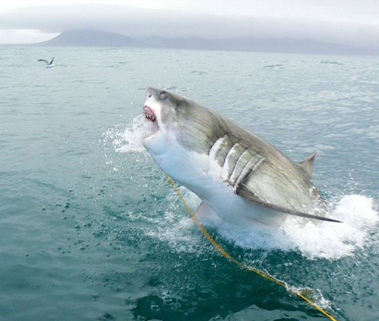 shark hunting the great white shark hunting the great white