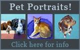 Pet Portraits