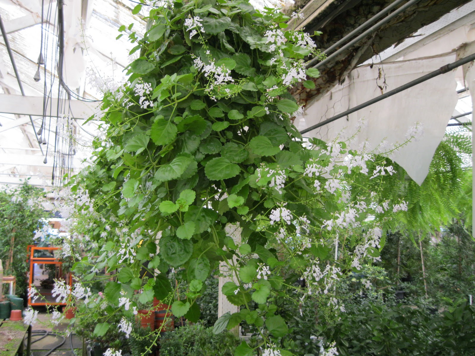 Gold Variegated Foliage Stock Photos Gold Variegated Foliage