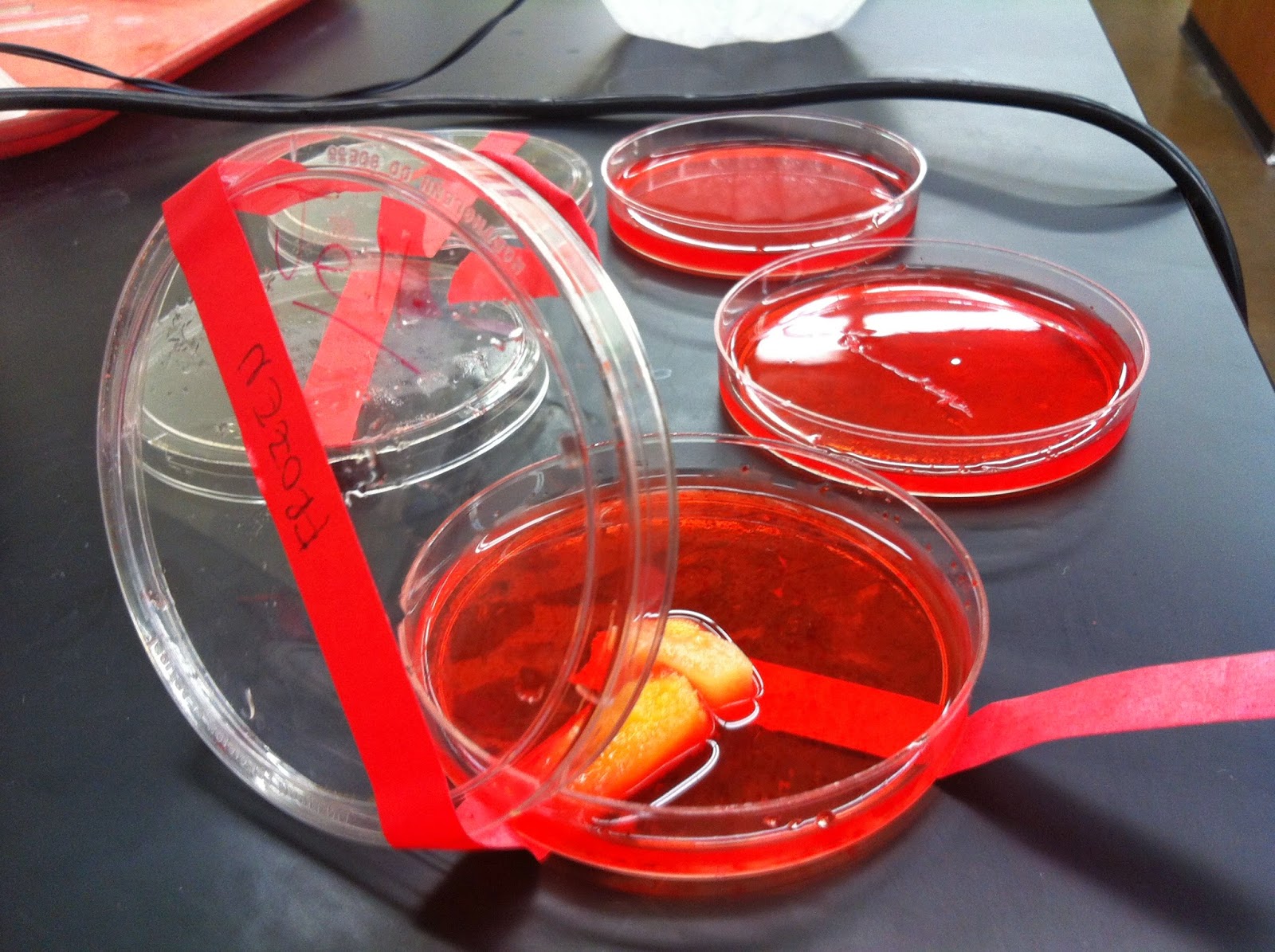 Linfei's Bio Blog No love for Pineapple The JellO Lab