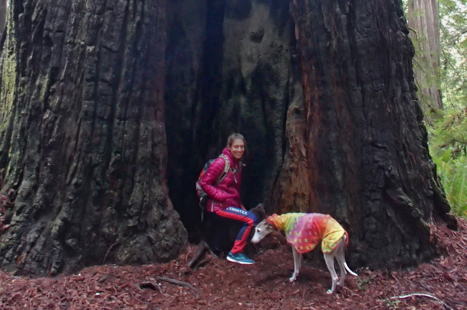 are dogs allowed in redwood national park california