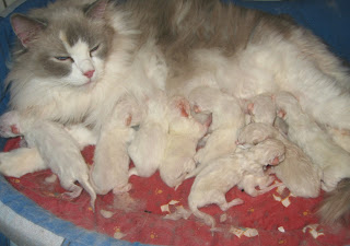 ragdoll