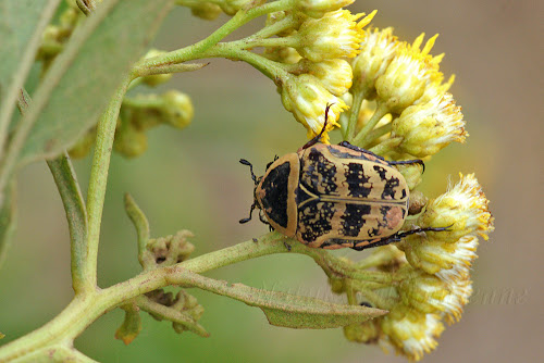 Euryomia argentea