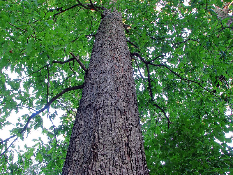 Wild Maryland 101 Trees Every Marylander Should Know White Oak
