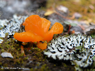 Dacrymyces palmatus, Orange Jelly.