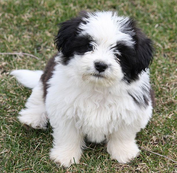 Shih Tzu Cute Dogs Pictures | Dogs Breeds and Puppies Reviews Shih Tzu Cute Dogs Pictures | Dogs Breeds and Puppies Reviews