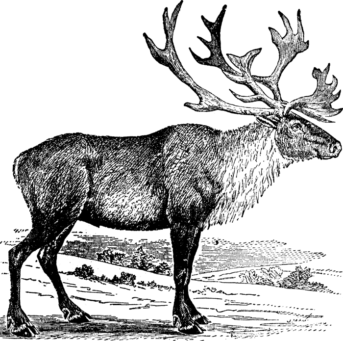 Arctic Animal Coloring Pages Arctic Animal Coloring Pages