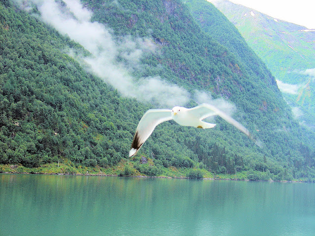 One of the playful seagulls who glided along our Fjærlandfjord express!