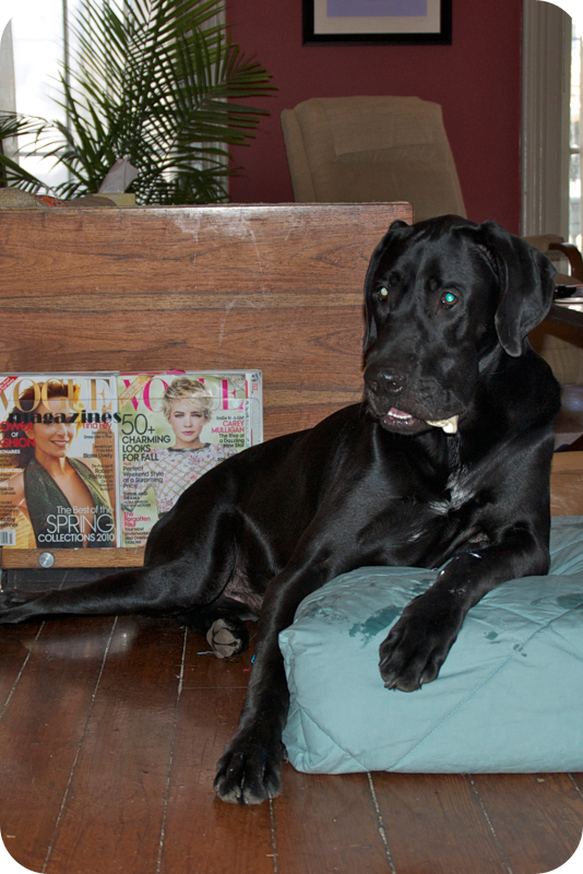 Merry Christmas Zeus DIY Great Dane Bed