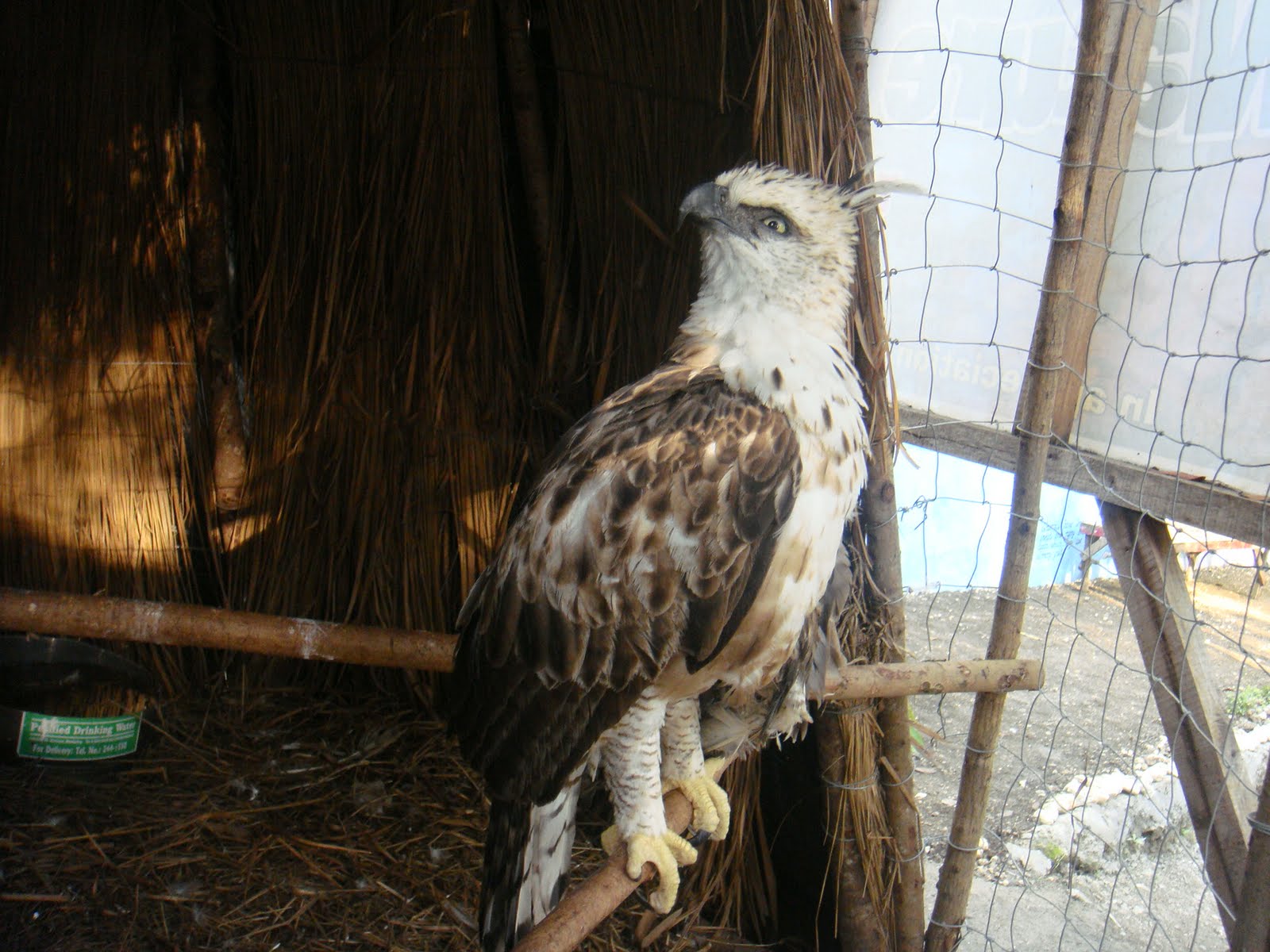 Cebu Zoo Philippine Hawk Eagle