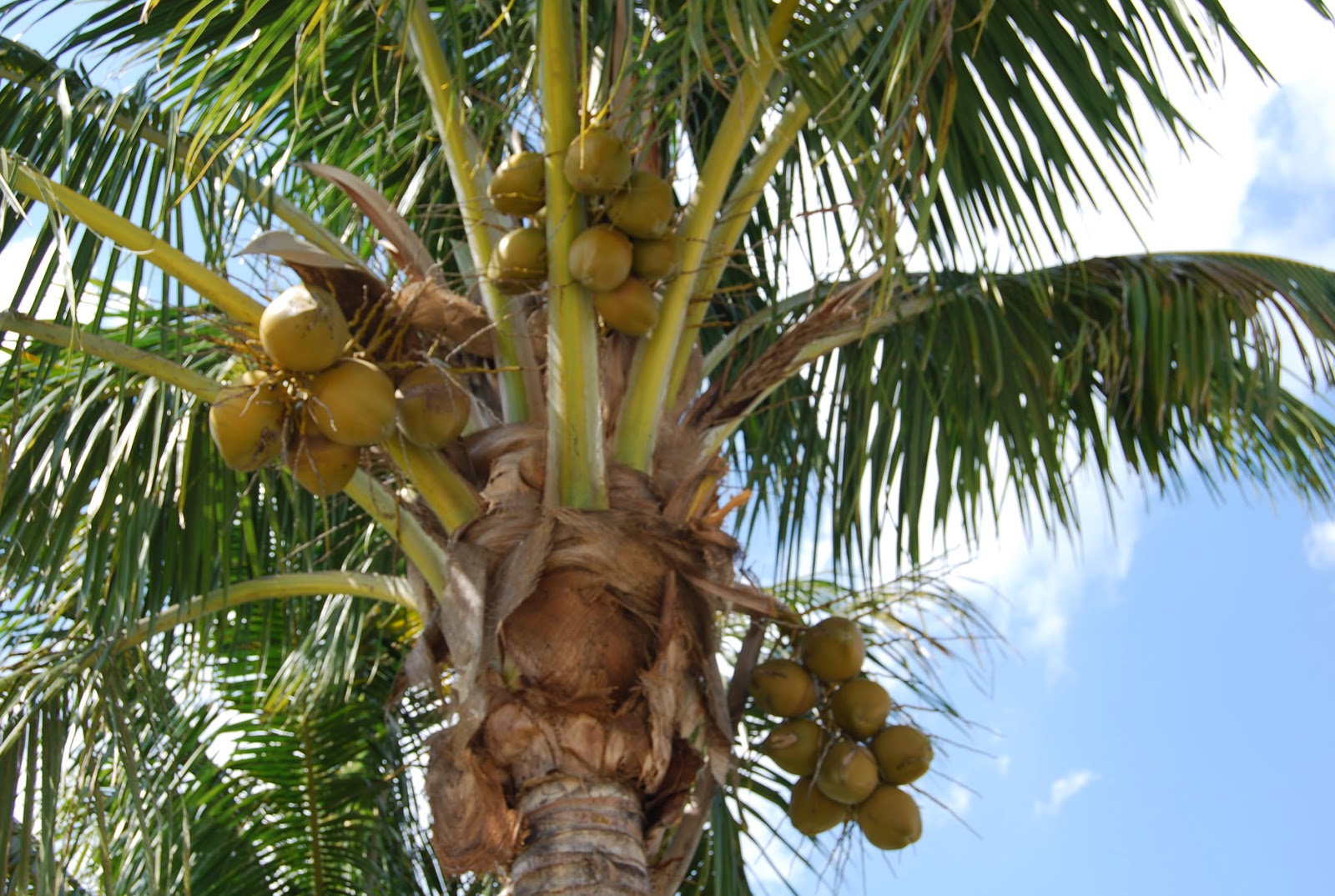 Helen A. Lockey Green Coconut Water South Florida Style