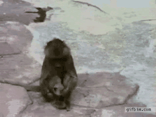 macaco assuta-se com o seu próprio reflexo