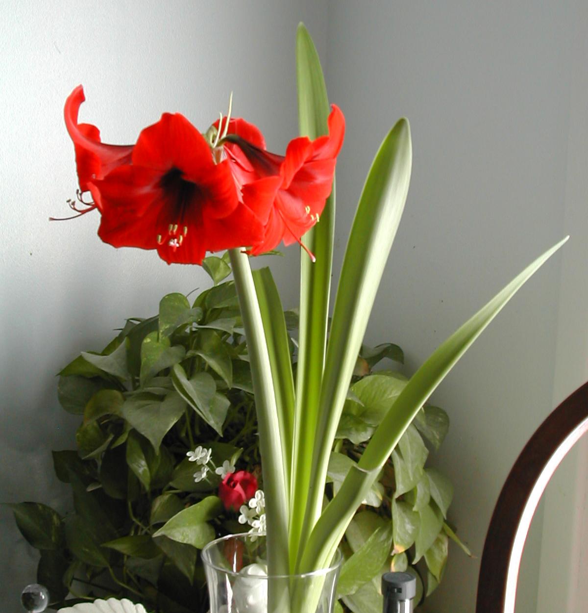 The Other Red Christmas Flower Amaryllis Planting and Care Dons Deals