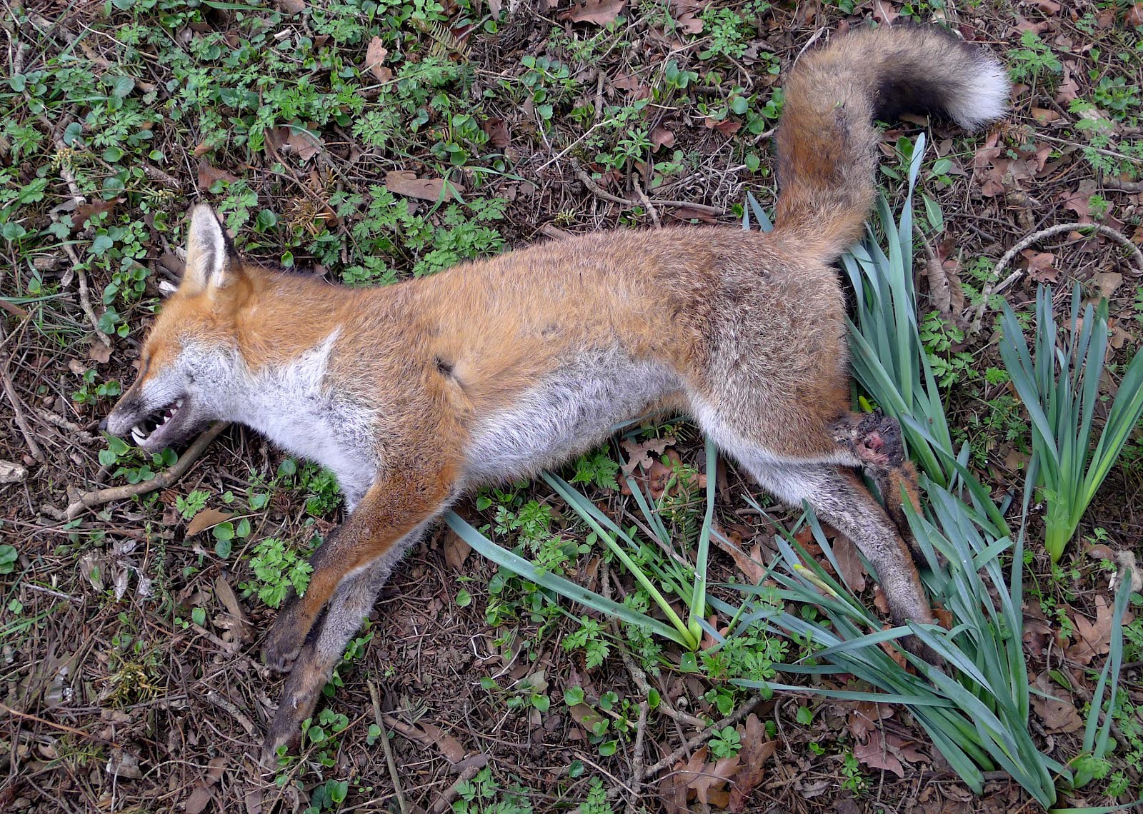 Fox Hind Legs