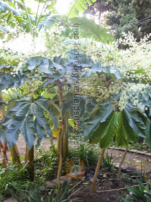 tetrapanax papyrifera