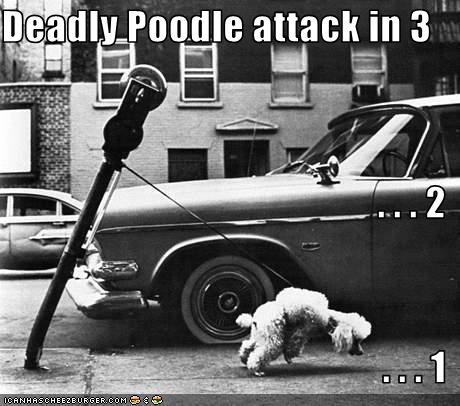 poodle attack