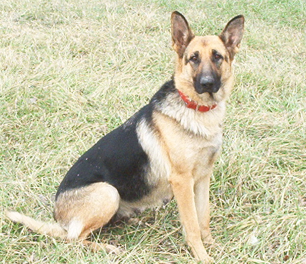 German shepherd wallpapers German Shepherd - The Makes