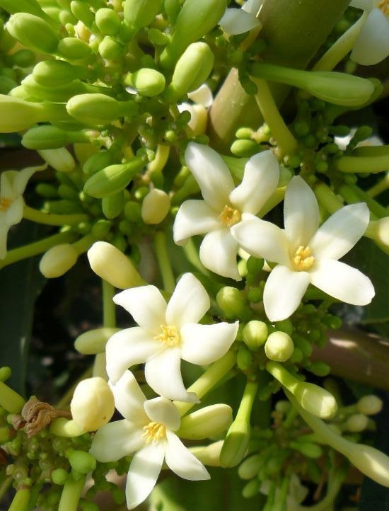 [Image: hoa-du-du-duc-chua-benh-3.jpg]