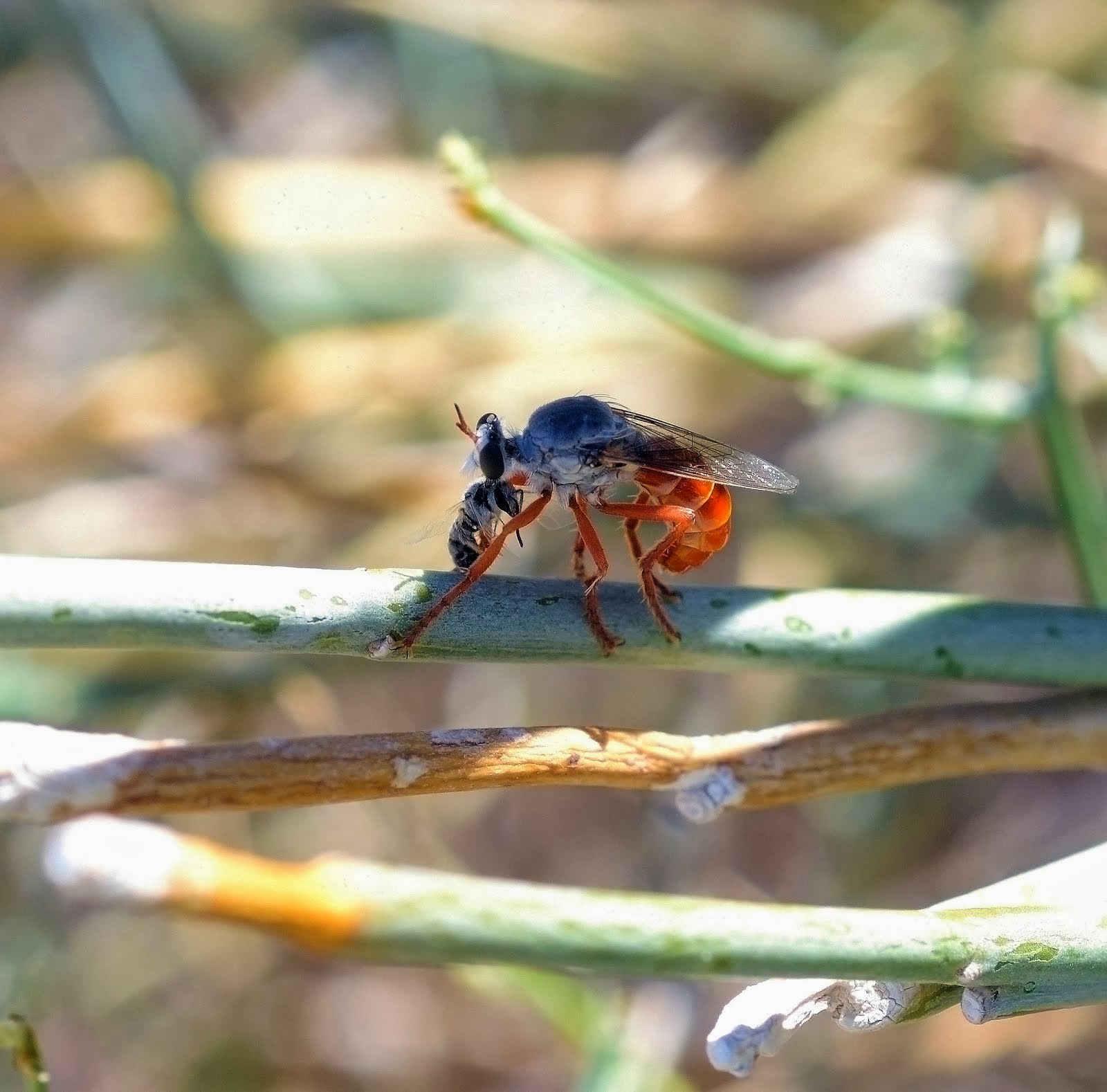 Saropogon mohawki, with sweat bee 302