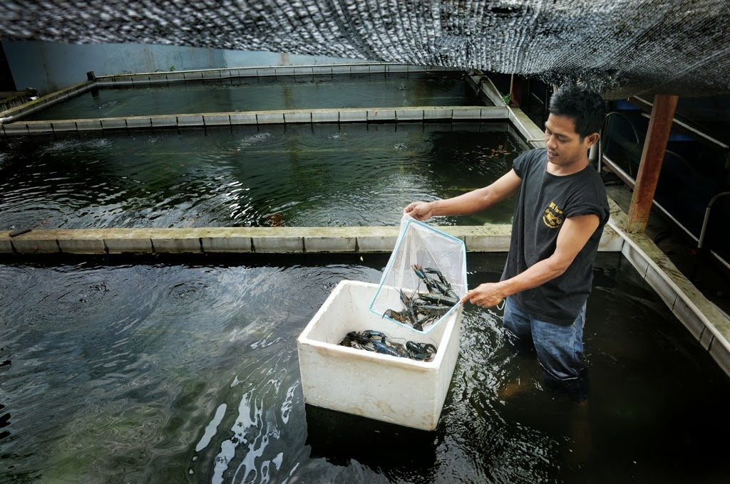 panen udang air tawar di kolam
