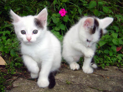 Beauteous-Kittens.jpeg