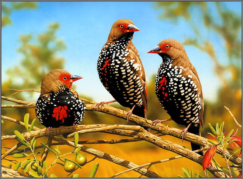 Amazing Bird Paintings - Stories Today