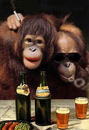 Drunk+Monkey.jpg