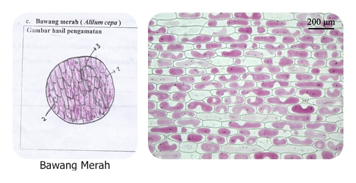 Komunitas Pelajar berbagi ilmu HASIL PENGAMATAN SISWA