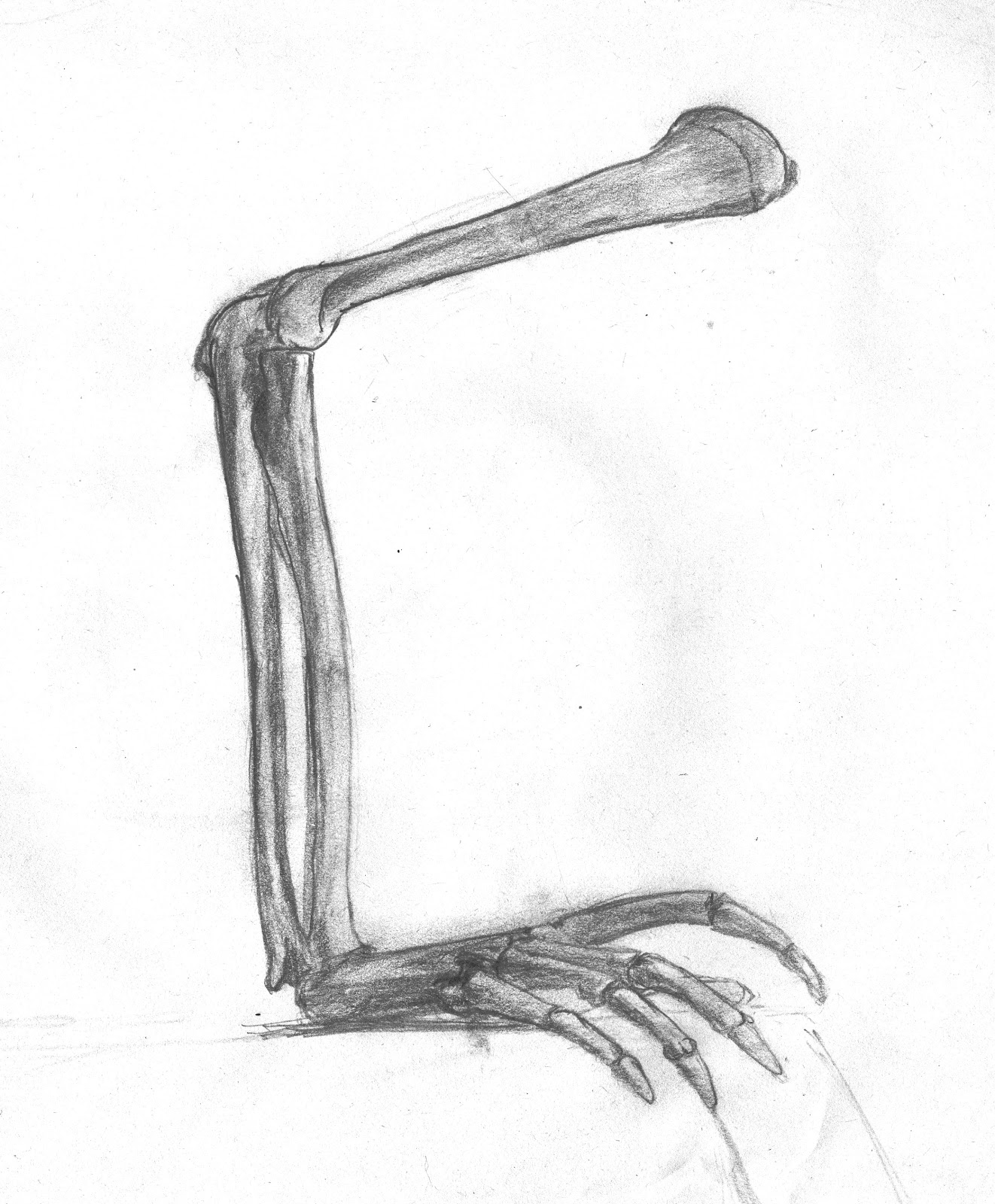 arm skeleton