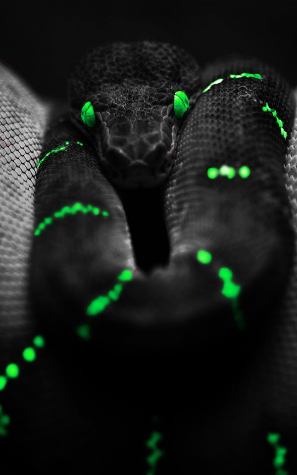 Black Snake Neon Green  Android Best Wallpaper