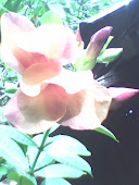 top flower